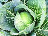 25+ Count Late Flat Dutch Cabbage Seed, Heirloom, Non GMO Seed Tasty Healthy Veggie Photo, new 2024, best price $1.99 ($0.08 / Count) review