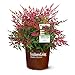 Photo Southern Living Obsession Nandina 2 Gal, Bright Red Foliage review