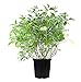 Photo Cornus ser. 'Baileyi' (Red Twig Dogwood) Shrub, white flowers, #3 - Size Container review