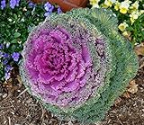 NIKA SEEDS - Vegetable Flowering Kale Mix (Ornamental Cabbage) Fringed - 50-100 Seeds Photo, new 2024, best price $8.95 review