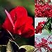 Foto 20 Piezas Semillas De Flores De Buganvilla Roja Decoración De Jardín De Plantas Ornamentales Semillas de buganvilla roja revisión