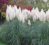 Outsidepride White Ornamental Pampas Grass Plant Seeds - 1000 Seeds Photo, new 2024, best price $6.49 review