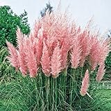 300 Ornamental PINK PAMPAS GRASS SEEDS FLOWERING PERENNIAL HUGE BLOOMS Photo, new 2024, best price $15.99 review