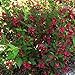 Photo Two- #1 Gallon Potted Red Prince Weigela Shrubs Plants review