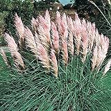 Outsidepride Pink Pampas Ornamental Grass Plant Seeds - 1000 Seeds Photo, new 2024, best price $6.49 review