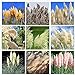 Foto 200 piezas de semillas de hierba de pampas mixtas para plantar jardines semillas de hierba ornamentales flores plumosas que atraen mariposas y abejas revisión