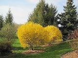 Lynwood Gold Forsythia Bush - Yellow Flowering Shrub - Live Plants Shipped 2 Feet Tall by DAS Farms (No California) Photo, new 2024, best price $44.95 review