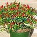 Foto 35pcs / lot de la herencia Semillas Thai Sun del pimiento picante de chile Capsicum annuum ornamental Bonsai Plant Mini Hot Pepper Seeds revisión