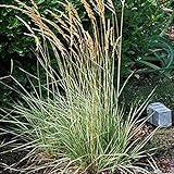 Perennial Farm Marketplace Calamagrostis a. 'Overdam' (Feather Reed) Ornamental Grasses, Size-#1 Container, Variegated Foliage Yellow Spikes Photo, new 2024, best price $13.10 review