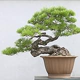 . Japoneses Negro 20 semillas de pino * Pinus thunbergii * Bonsai * * ornamental. Bonsai árbol de hoja perenne de semillas bonsai Foto, nuevo 2024, mejor precio 2,79 € revisión