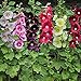 Foto Hermosas flores ornamentales,Semillas de malvarrosa,Semillas de flores al aire libre,Mezcla de semillas de flores para jardinería-200 Pcs revisión