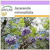 SAFLAX - Palisandro - 50 semillas - Jacaranda mimosifolia Foto, nuevo 2024, mejor precio 3,95 € revisión