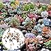 Foto Rosepoem 400 Unids Semillas de Plantas Suculentas Mix Cactus Lithops Plantas Ornamentales Semillas Home Garden Plants revisión