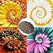 Foto Semillas de flores1 bolsa espiral crisantemo semilla rara novela ornamental milagro semilla de flor para el jardín - color mezclado milagro margarita semillas revisión