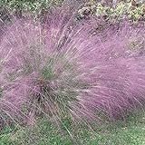 Outsidepride Love Grass Purple - 1000 Seeds Photo, new 2024, best price $9.99 review