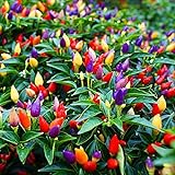CEMEHA SEEDS - Indoor Masquerade Ornamental Pepper Mix for Pots Non GMO Vegetable for Planting Photo, new 2024, best price $6.95 ($0.14 / Count) review