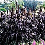 Park Seed Purple Majesty Hybrid Ornamental Millet Seeds Photo, new 2024, best price $9.95 review