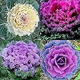 KETERE Colorful Japanese Ornamental Cabbage Osaka Mix Seeds for Planting Around 100 Pcs Seeds Photo, new 2024, best price $12.65 ($0.13 / Count) review