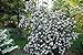 Photo Pragense Viburnum Bush - White Flowering Shrub - Live Plant Shipped 1 to 2 Feet Tall - Best Privacy Hedge by DAS Farms (No California) review