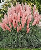 Ecowus Pink Pampas Grass Cortaderia Selloana Rosea Ornamental Flower - 200 Seeds Photo, new 2024, best price $10.92 ($0.05 / Count) review