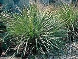 Gamma Grass -50 Seeds(Tripsacum dactyloides) Warm-Season Perennial ~Ornamental ! Photo, new 2024, best price $2.99 review