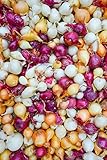 Onion Sets, MIX, Red,Yellow,White (30 Bulbs) Garden Vegetable Photo, new 2024, best price $8.95 review