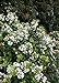 Photo Spring Sonata Indian Hawthorne (2 Gallon) Flowering Evergreen Shrub with White Blooms - Full Sun to Part Shade Live Outdoor Plant - Southern Living Plants review