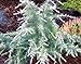 Photo Silver Mist Deodar Cedar - Dwarf Shrub With White-Tipped Leaves - 3 -Year Live Plant review