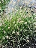 Perennial Farm Marketplace Pennisetum alop. 'Little Bunny' (Fountain) Ornamental Grass, Size-#1 Container, Green Leaves Photo, new 2024, best price $12.26 review