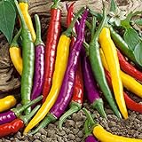 NIKA SEEDS - Vegetable Ornamental Chili Pepper Mix Decorative Rainbow Plant - 30 Seeds Photo, new 2024, best price $7.95 review