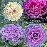 Ornamental Kale Seeds Autumn Garden Vegetable Flowering Cabbage jocad (60 Seeds) Photo, new 2024, best price $14.49 ($0.24 / Count) review