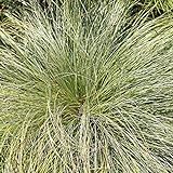 Outsidepride Carex Comans Frosted Curls Ornamental Grass Seed - 200 Seeds Photo, new 2024, best price $6.49 ($0.03 / Count) review