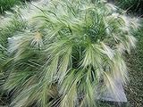 Ornamental Grass,Hordeum jubatum ,Squirrel-tail Grass,Foxtail Barley 500 Seeds Photo, new 2024, best price $2.95 review