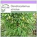 Foto SAFLAX - Bambú de Calcuta - 50 semillas - Dendrocalamus strictus revisión