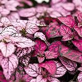 Hypoestes Decorative House Plant Seeds - Splash Select Series - Mixture - 500 Seeds - Annual Ornamental Plant Seed Photo, new 2024, best price $17.67 review
