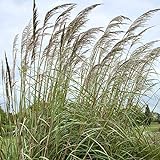 Outsidepride Plume Ornamental Grass - 250 Seeds Photo, new 2024, best price $6.49 ($0.03 / Count) review