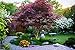 Photo Japanese Red Maple Tree (1-2 feet Tall) Live Tree review