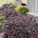 Photo Purple Diamond Loropetalum (2 Gallon) Flowering Evergreen Shrub with Purple Foliage and Pink Blooms - Full Sun to Part Shade Live Outdoor Plant - Southern Living Plants… review