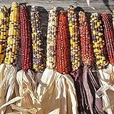 Indian Ornamental Corn Colorful Fall Favorite M4 (120+ Seeds, or 1 oz) Photo, new 2024, best price $8.29 review