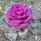 Seeds4planting - Seeds Flowering Kale Fringed Ornamental Cabbage Mix Photo, new 2024, best price $6.94 review