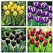 Foto Los bulbos de tulipán,Plantar ahora,Flores que atraen mariposas y abejas,Hermosas flores cultivadas en casa,Plantas ornamentales-5 Bulbos revisión