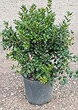 Dwarf Burford Holly (2.4 Gallon) Compact Evergreen Shrub with Glossy Green Foliage - Full Sun Live Outdoor Plant… Photo, new 2024, best price $45.47 review