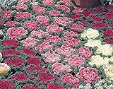 flowering kale Flowering Cabbage -Nagoya Mix’ - 40 Seeds , ornamental kale Photo, new 2024, best price $1.95 review
