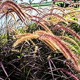 Outsidepride Setaria Red Jewel - 500 Seeds Photo, new 2024, best price $6.49 ($0.01 / Count) review