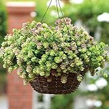 Ornamental Oregano Kirigami Seeds - UNTREATED - 100 Seeds Photo, new 2024, best price $7.99 ($0.08 / Count) review