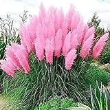 Pink Pampas Grass Seeds - 100 Seeds - Ornamental Grass for Landscaping or Decoration - Made in USA Photo, new 2024, best price $8.09 ($0.08 / Count) review