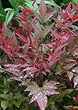 Southern Living Plant Collection Obsession Nandina (2.5 Quart) Multicolor Evergreen Shrub with Brilliant Red New Foliage - Full Sun to Part Shade Live Outdoor Plant Photo, new 2024, best price $21.50 review