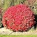 Photo Pixies Gardens Burning Bush Plant Live Shrub | Blue-Green Colored Leaves | Summer Turns Into Fiery Red Autumn Landscape (1 Gallon Bare-Root) review