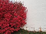 Greenwood Nursery / Live Shrub Plants (Large Selection Inside) - Dwarf Burning Bushes - [Qty: 5 Bare Root Plants] Photo, new 2024, best price $36.99 ($7.40 / Count) review