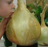 NUOVI 50 semi - semi di cipolla gigante. Ailsa Craig scozzese cimelio un seme onion.Vegetable enorme. Spedizione gratuita foto, nuovo 2024, miglior prezzo EUR 10,97 recensione